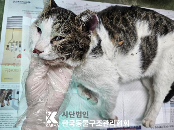 한국동물구조관리협회_441398202500397